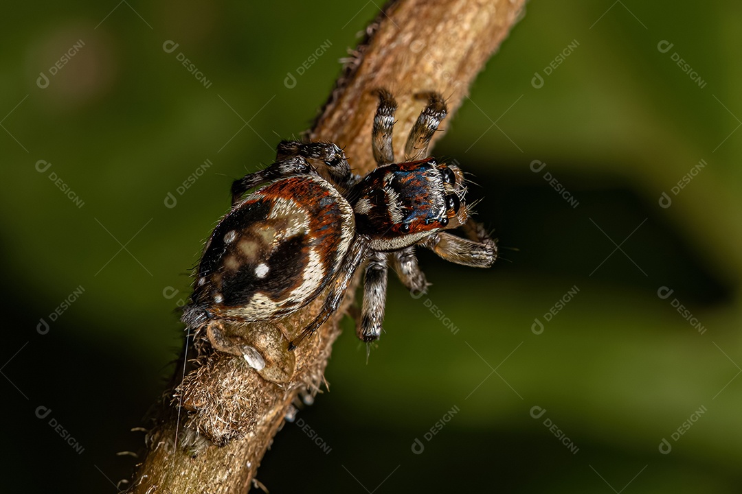 Aranha saltadora macho adulto do gênero Freya