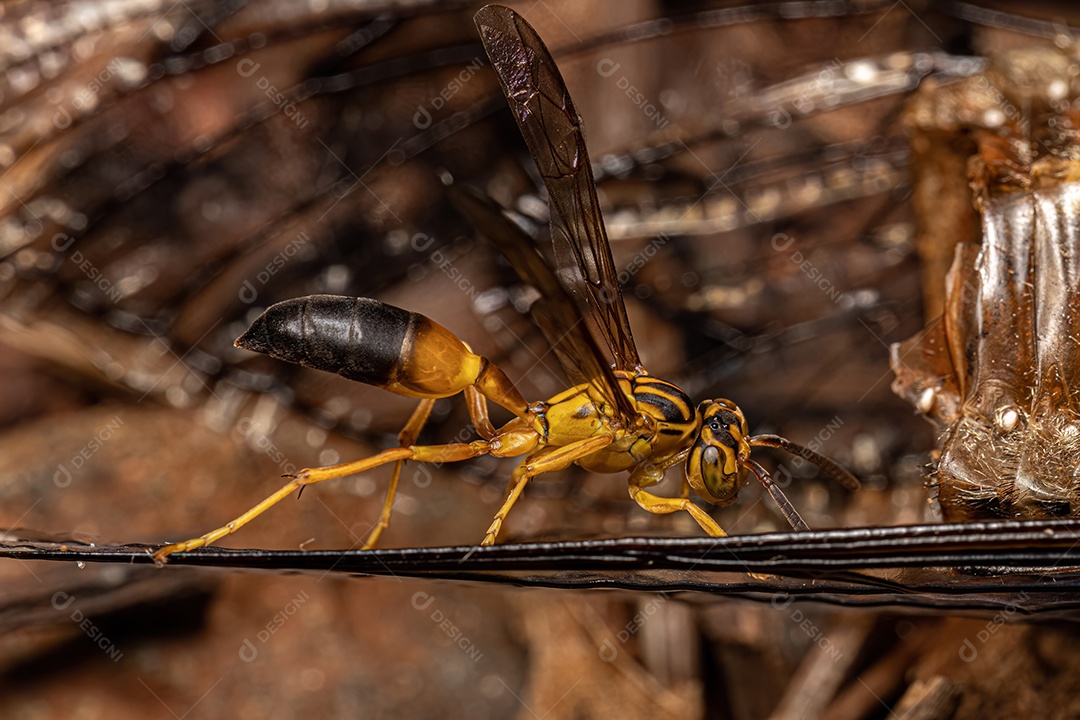 Vespa gregária de papel adulta da espécie Agelaia pallipes