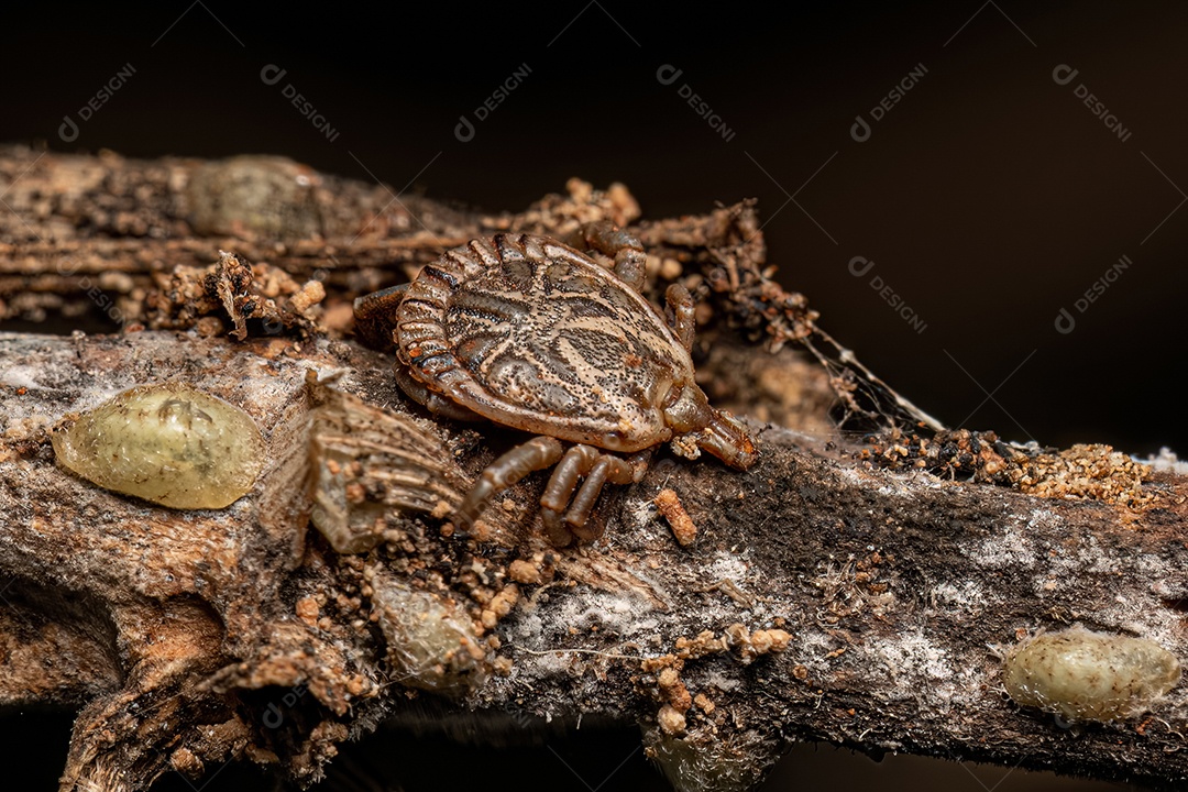 Macho Adulto Cayenne Tick do gênero Amblyomma