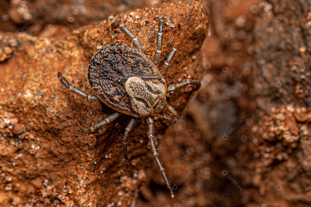 Fêmea adulta Cayenne Carrapato da espécie Amblyomma cajennense