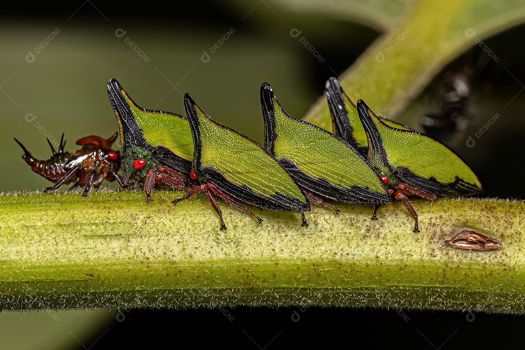 Cigarrinha adulta do gênero Notogonioides