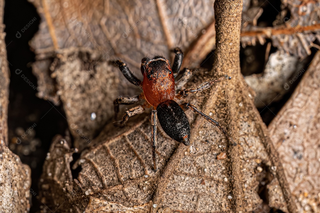 Aranha saltadora adulta masculina da espécie Tullgrenella yungae.