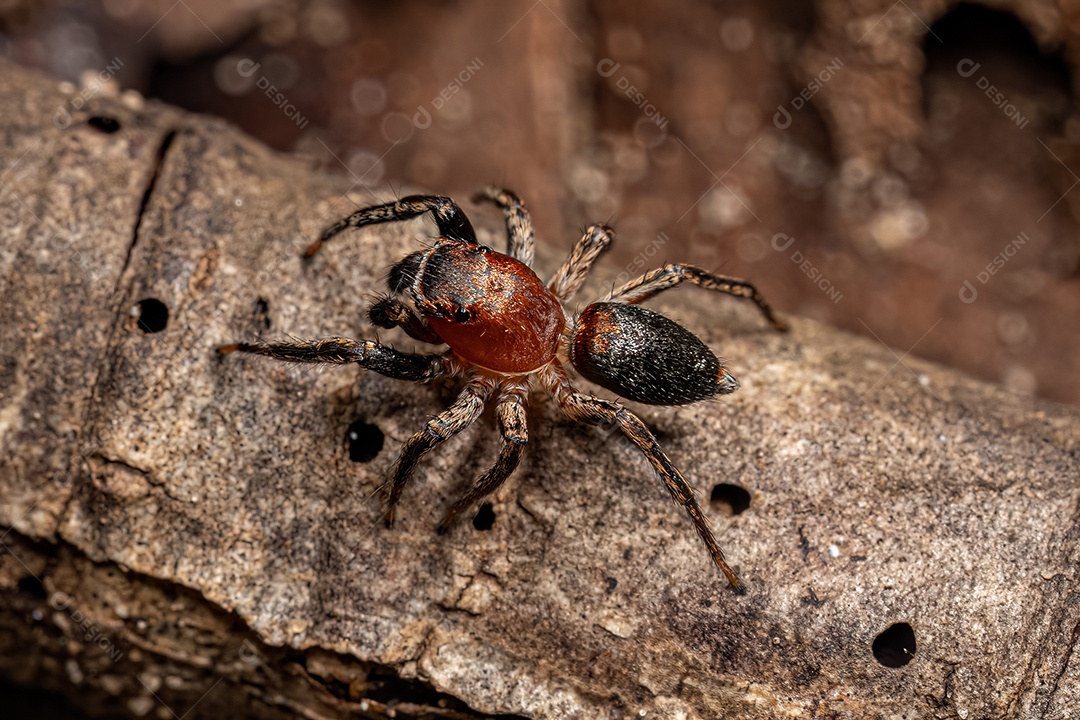 Aranha saltadora adulta masculina da espécie Tullgrenella yungae.