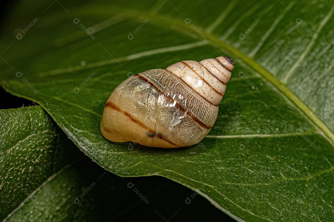 Caracol Helicinan Branco do Gênero Drymaeus.