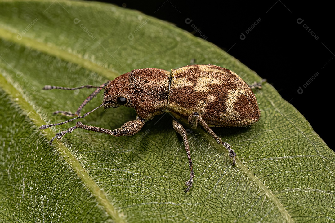 Gorgulho-de-nariz-largo adulto da tribo Naupactini.