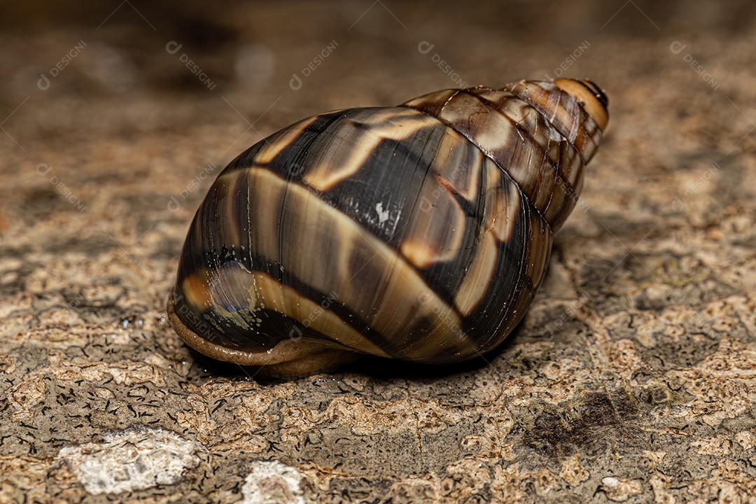 Caracol terrestre comum do gênero Corona