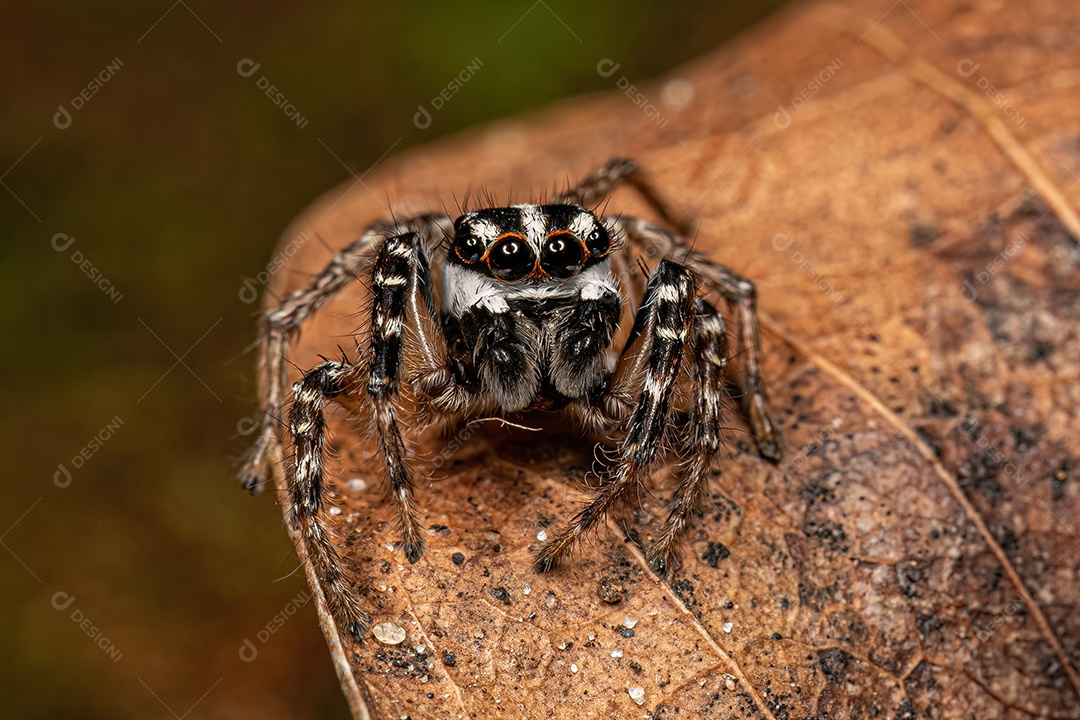 Aranha saltadora macho adulto do gênero Freya