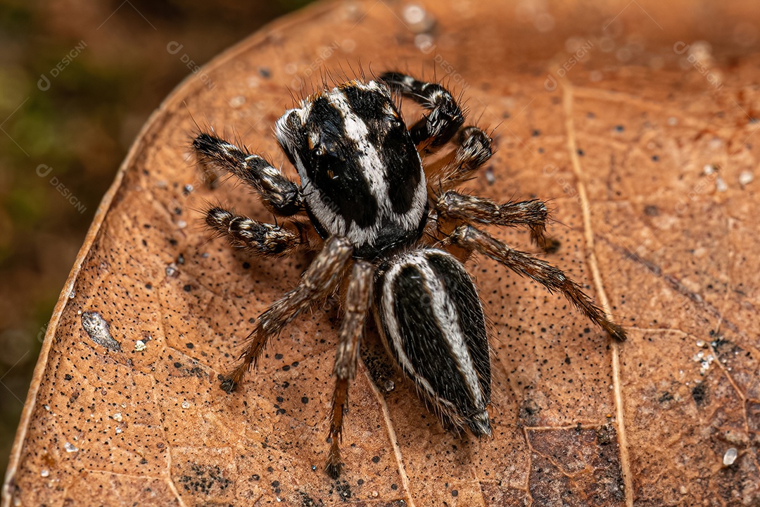 Aranha saltadora macho adulto do gênero Freya