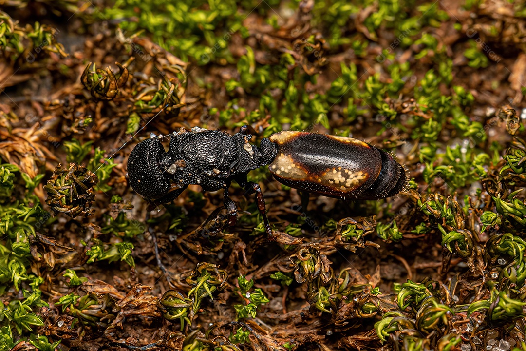 Formiga tartaruga-rainha-preta adulta do gênero Cephalotes