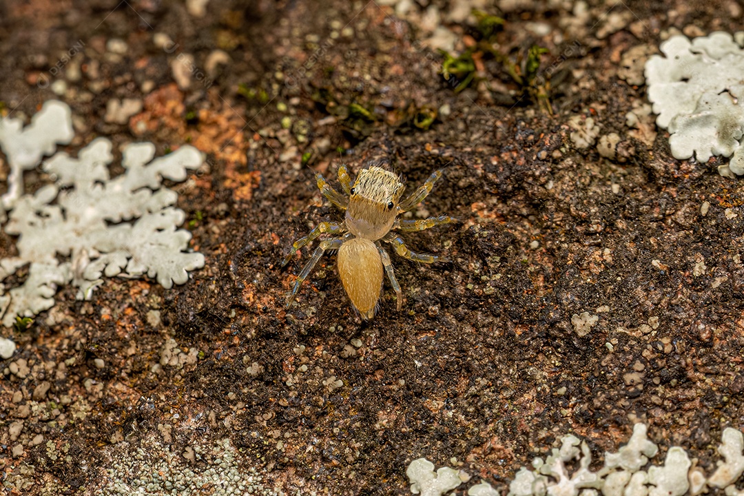 Pequena aranha saltadora da subfamília Salticinae.