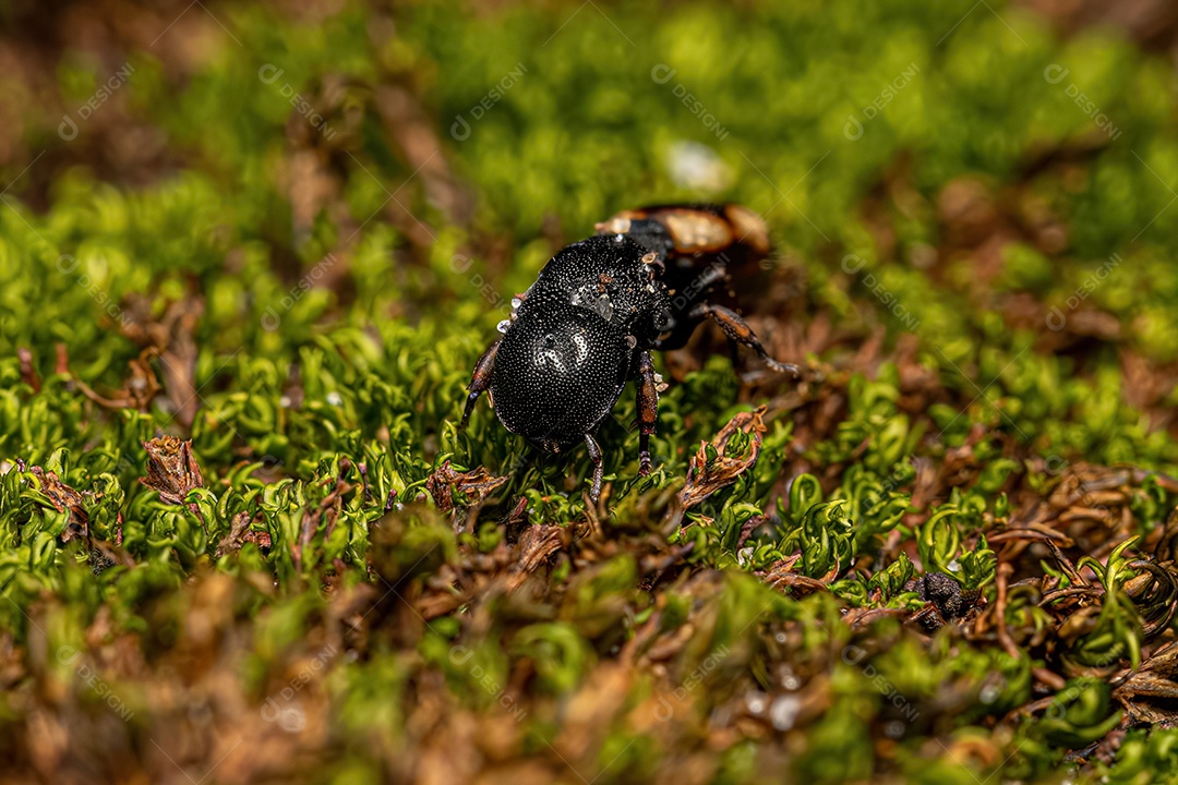 Formiga tartaruga-rainha-preta adulta do gênero Cephalotes.