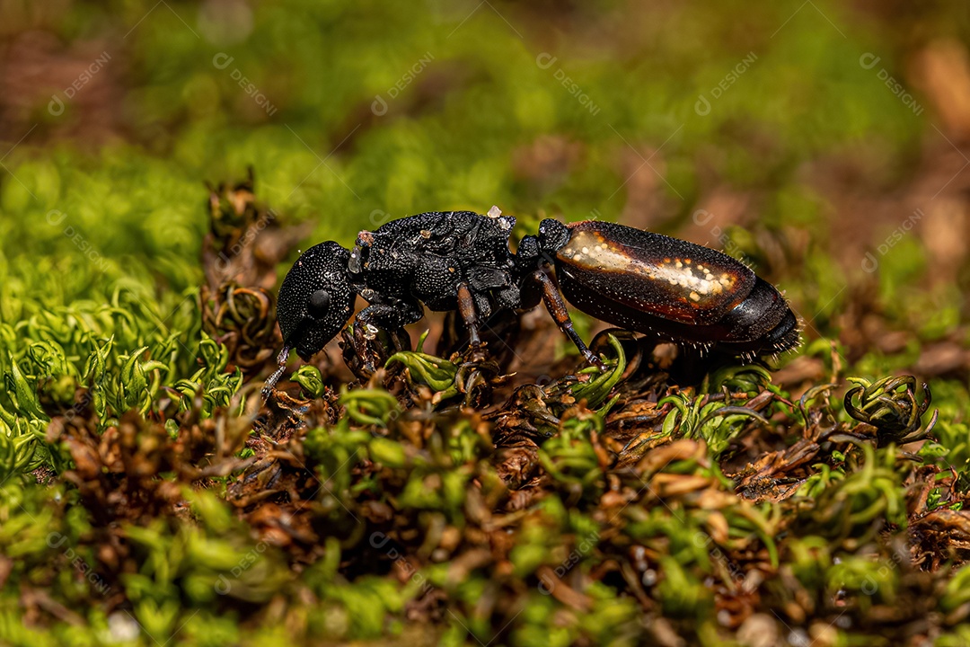 Formiga tartaruga-rainha-preta adulta do gênero Cephalotes