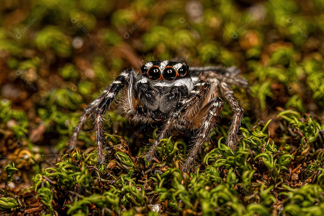 Aranha saltadora macho adulto do gênero Freya.