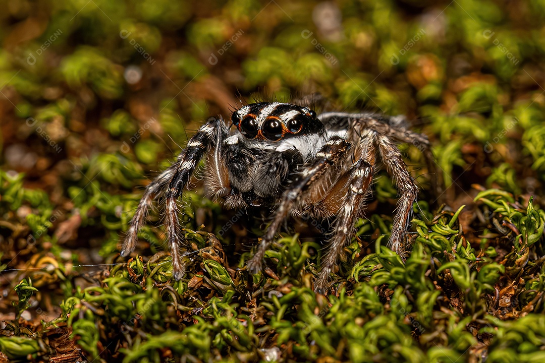 Aranha saltadora macho adulto do gênero Freya.