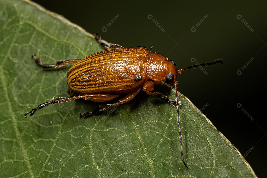 Besouro de folha adulta amarela do gênero Metaxyonycha.