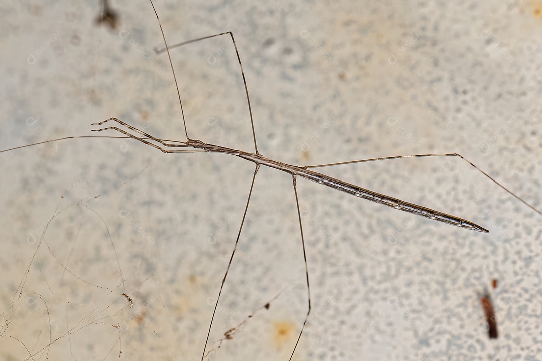 Pequeno inseto de pernas roscadas da subfamília Emesinae.