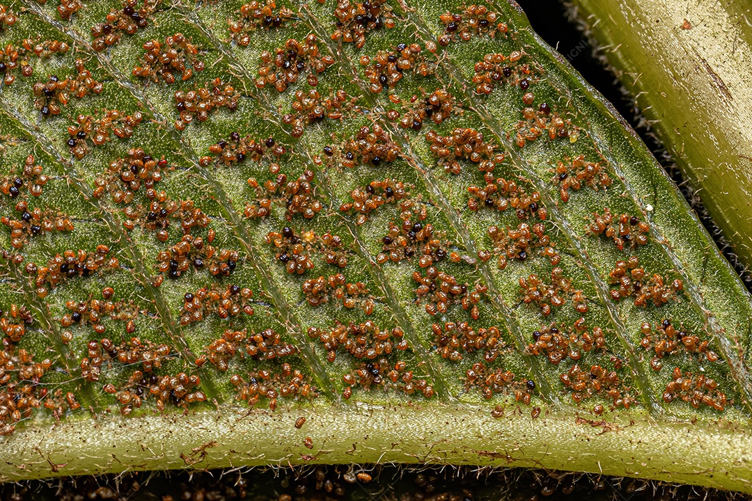 Esporângios nas folhas de uma samambaia do gênero Meniscium.