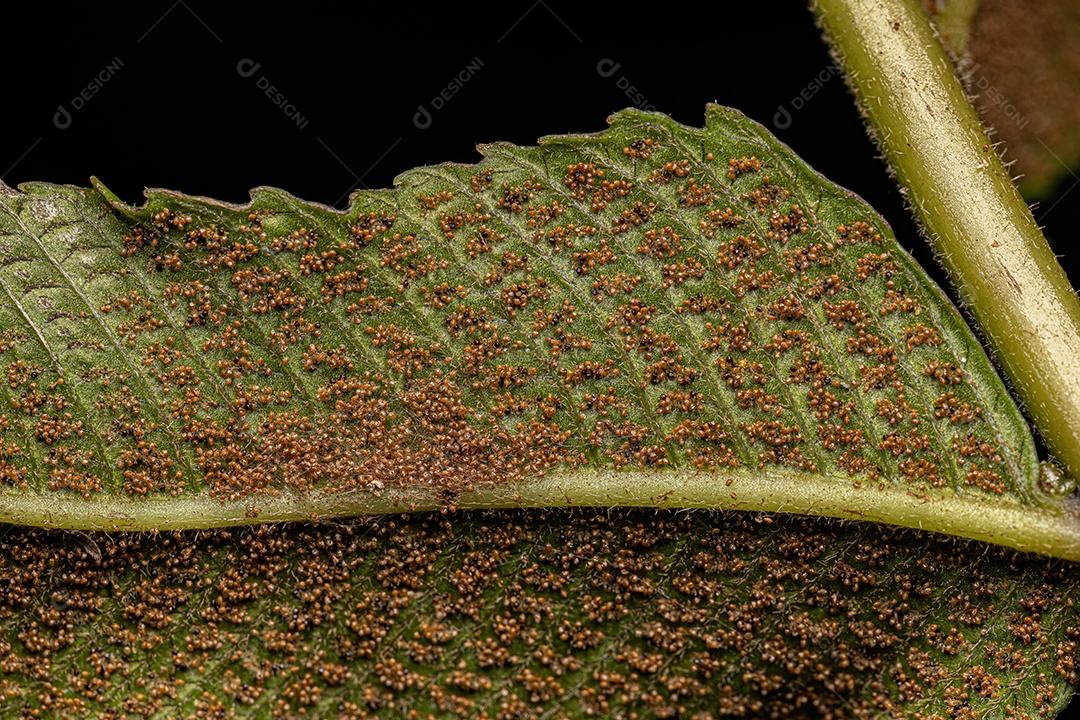 Esporângios nas folhas de uma samambaia do gênero Meniscium.