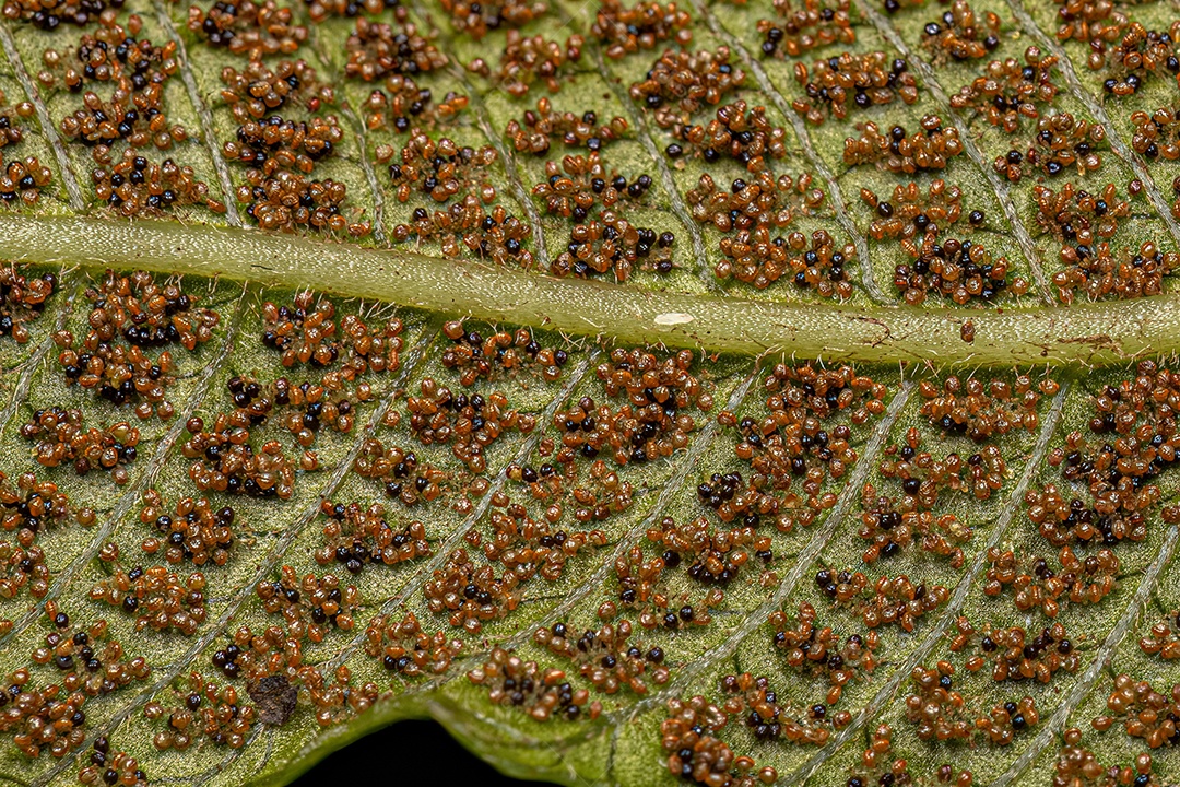 Esporângios nas folhas de uma samambaia do gênero Meniscium.