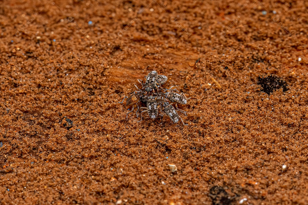 Pequenos insetos ondulados do gênero Microvelia.