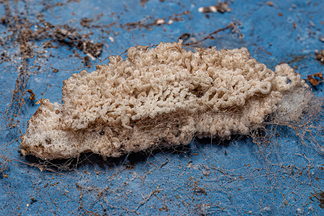 Ovos de cigarrinhas pequenas da superfamília Fulgoroidea.