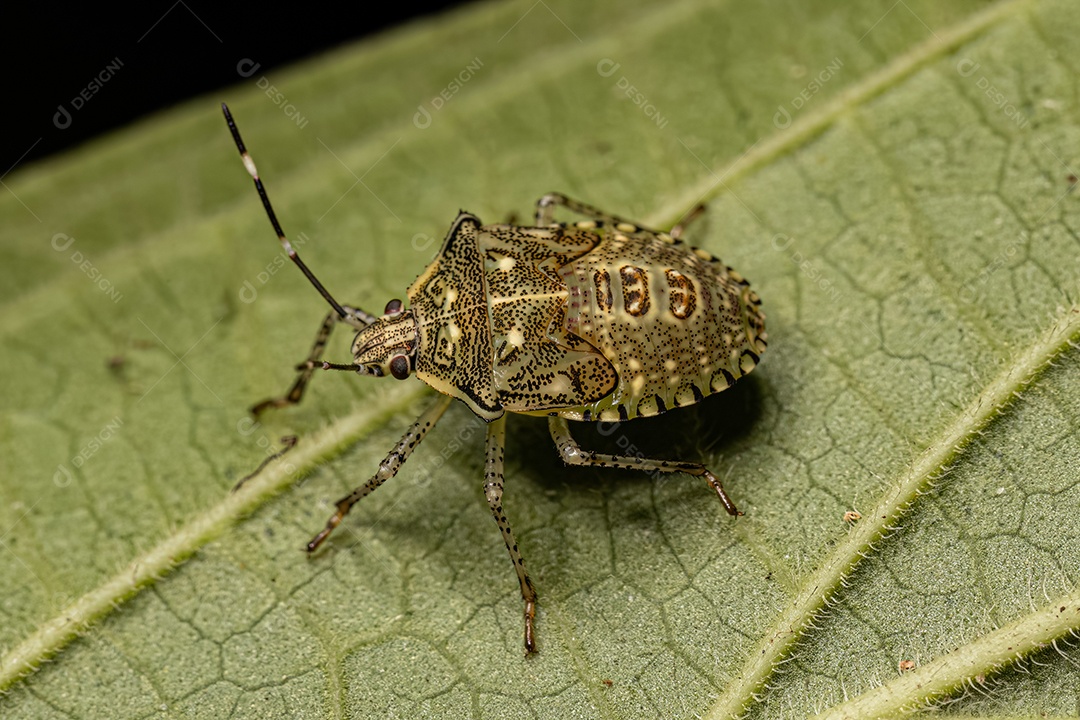 Percevejo Ninfa da espécie Sibaria armata.