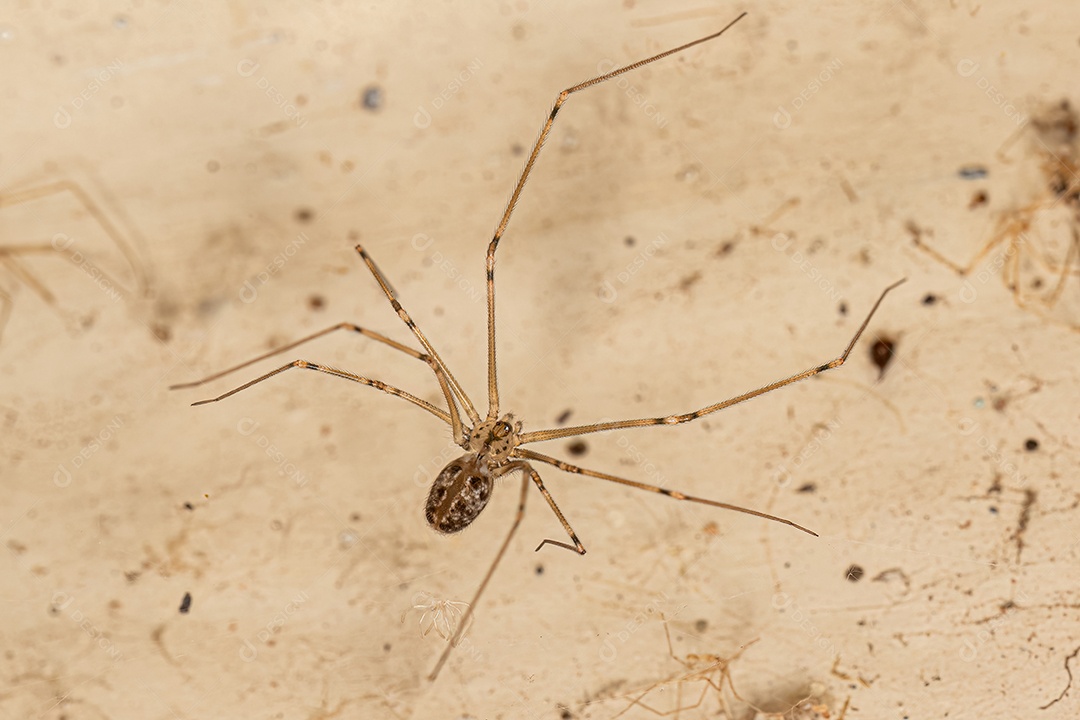 Pequena Aranha de Adega de corpo curto da espécie Physocyclus globosus.