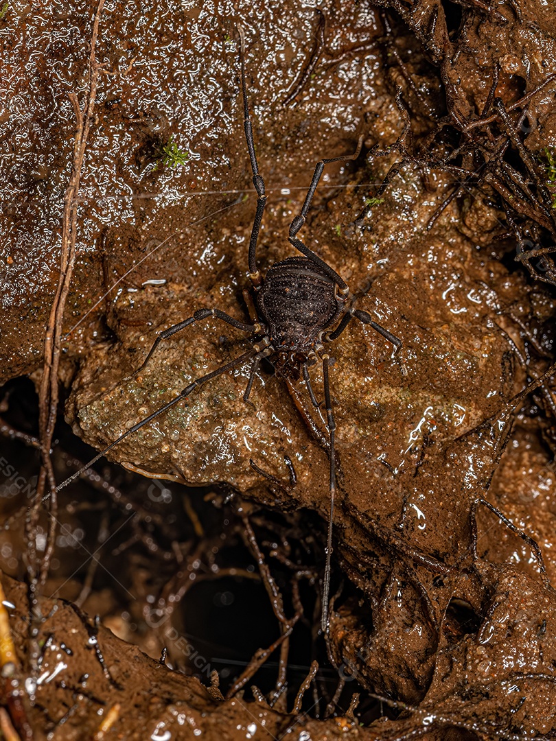 Adult Gonyleptid Harvestmen of the Genus Discocyrtanus.