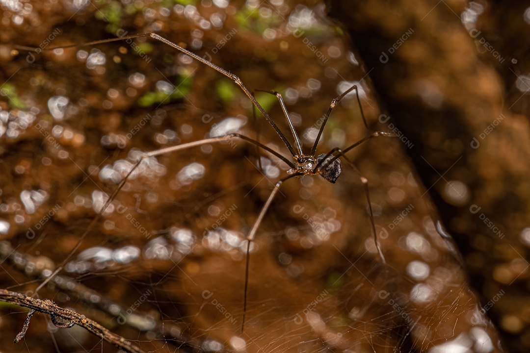 Pequena aranha de porão macho da família Pholcidae.