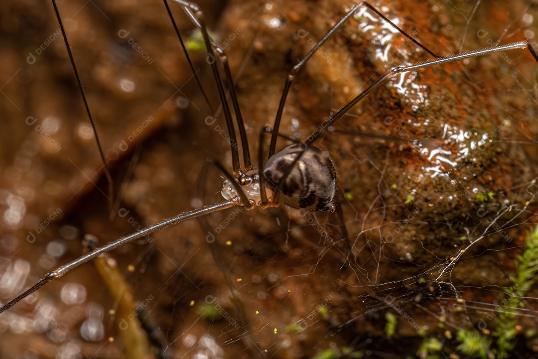 Pequena aranha de porão macho da família Pholcidae.