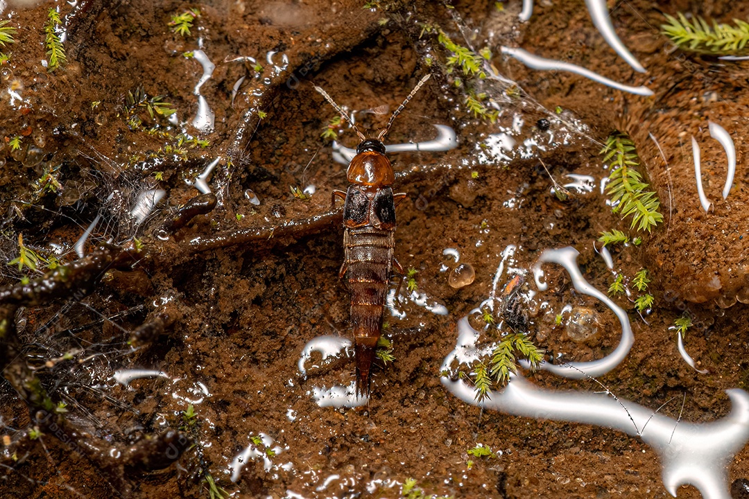 Pequeno Besouro Rove do Gênero Atanygnathus.