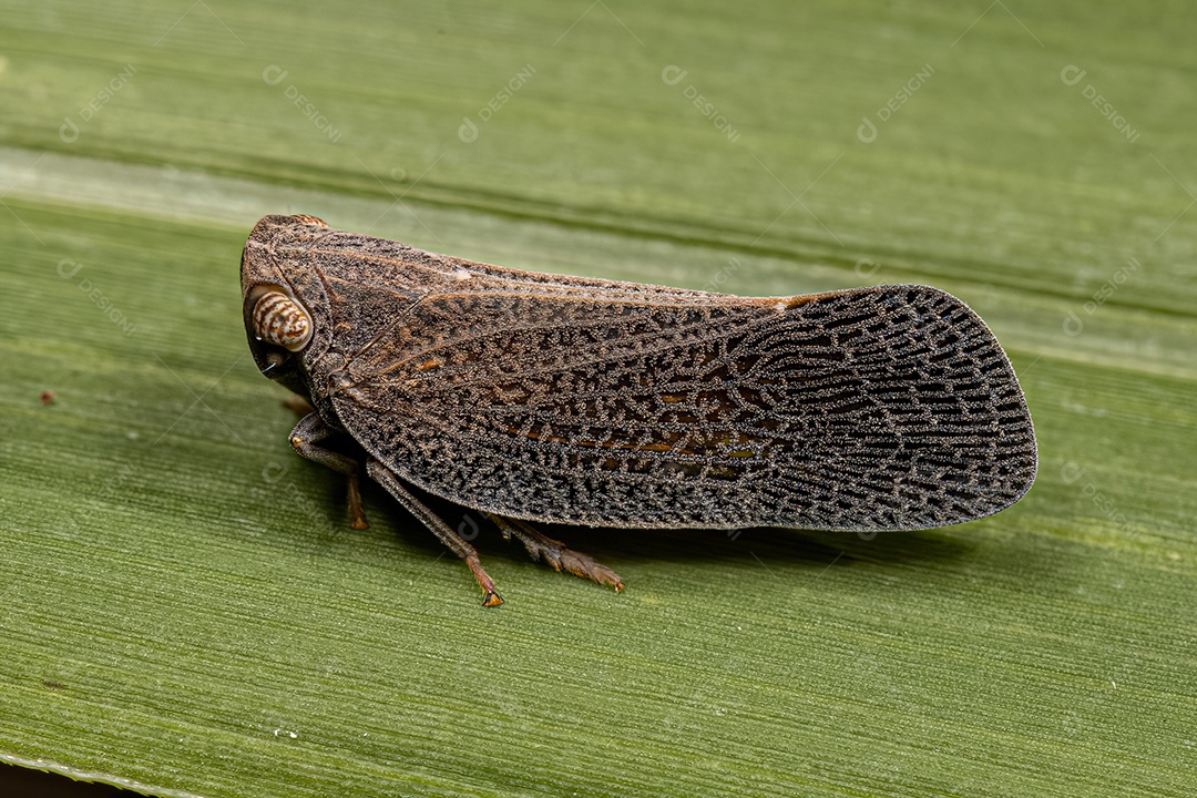 Inseto cigarrinha nogodinídeo adulto do gênero Bladina.