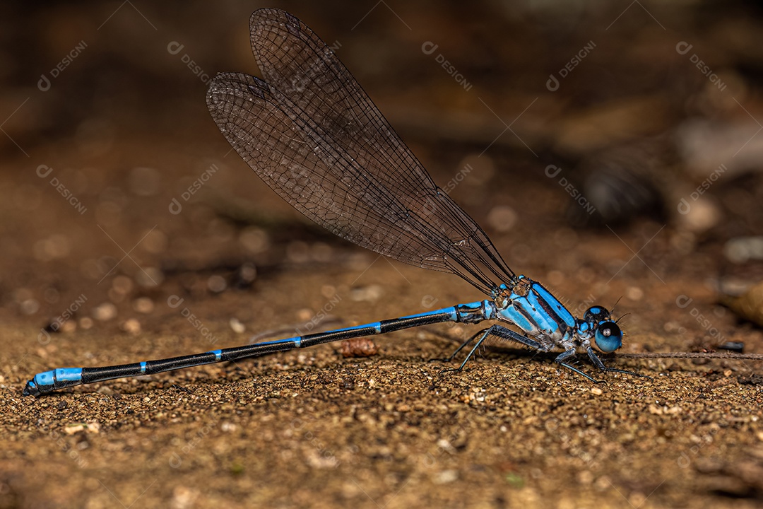 Libelinha-de-asa-estreita adulta da família Coenagrionidae.
