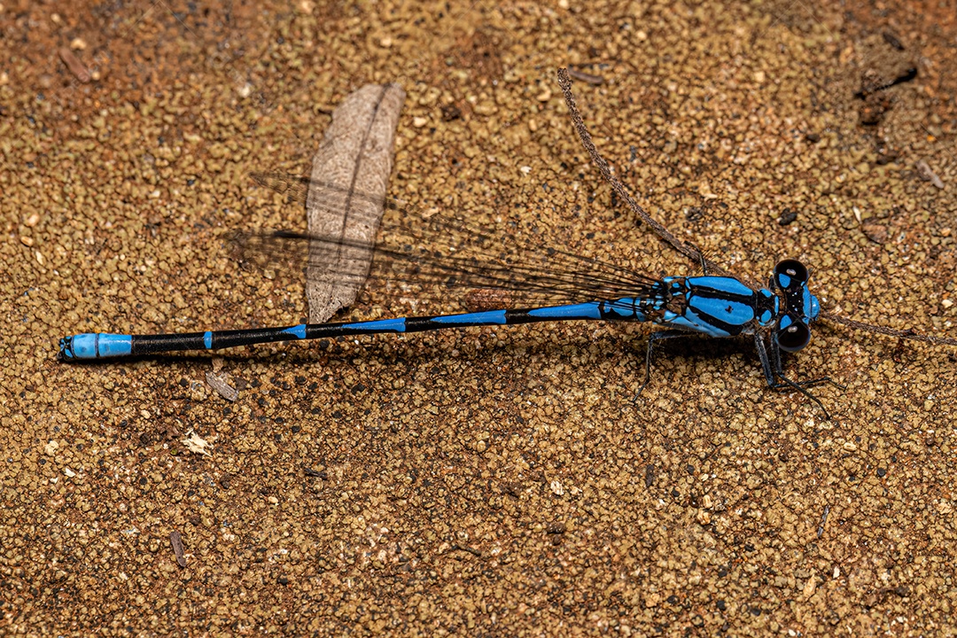 Libelinha-de-asa-estreita adulta da família Coenagrionidae.