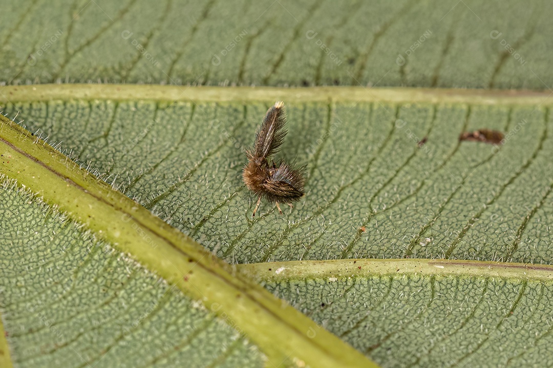 Mosca mariposa adulta do gênero Maruina.