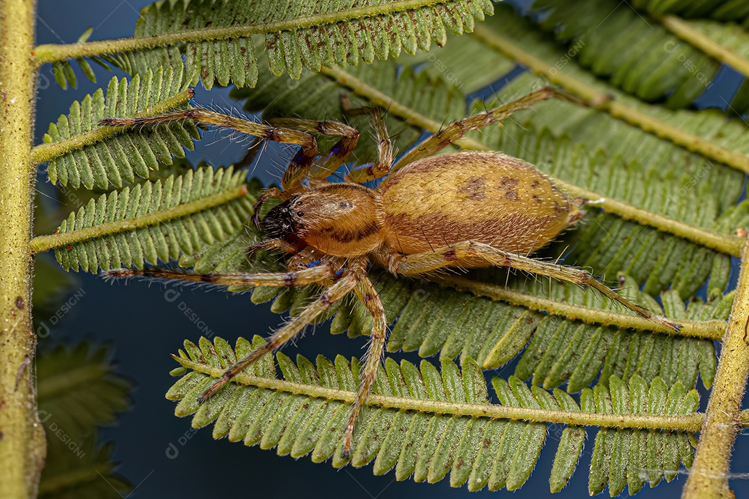 Aranha fantasma fêmea adulta da família Anyphaenidae.