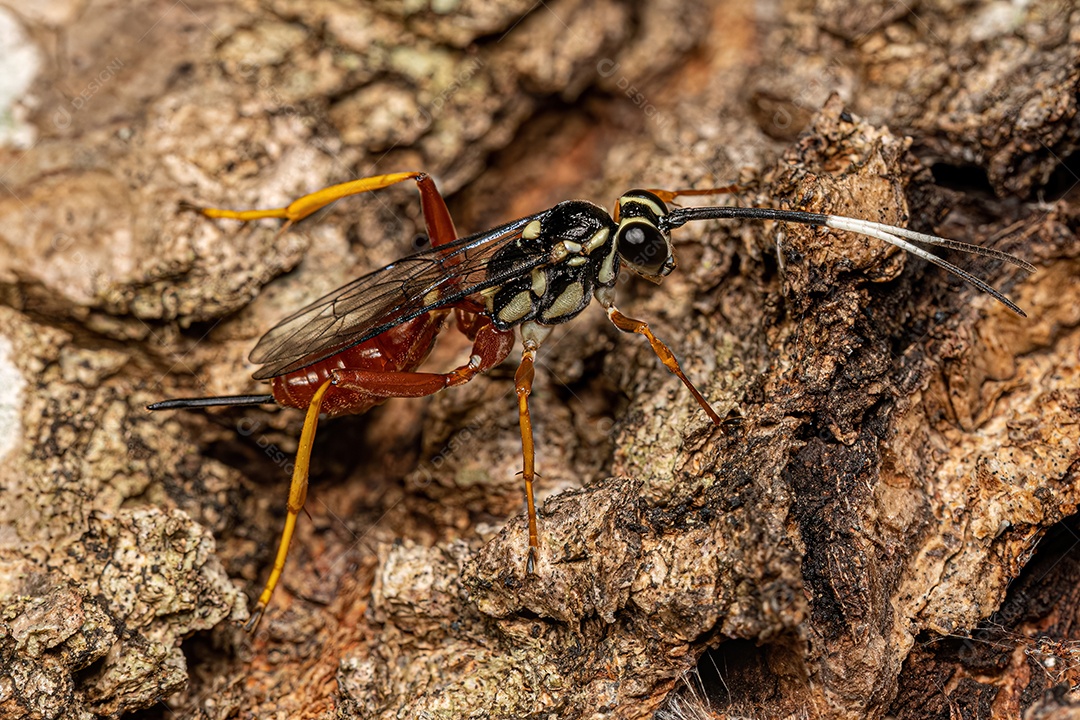 Vespa Ichneumonidae adulta da família Ichneumonidae.