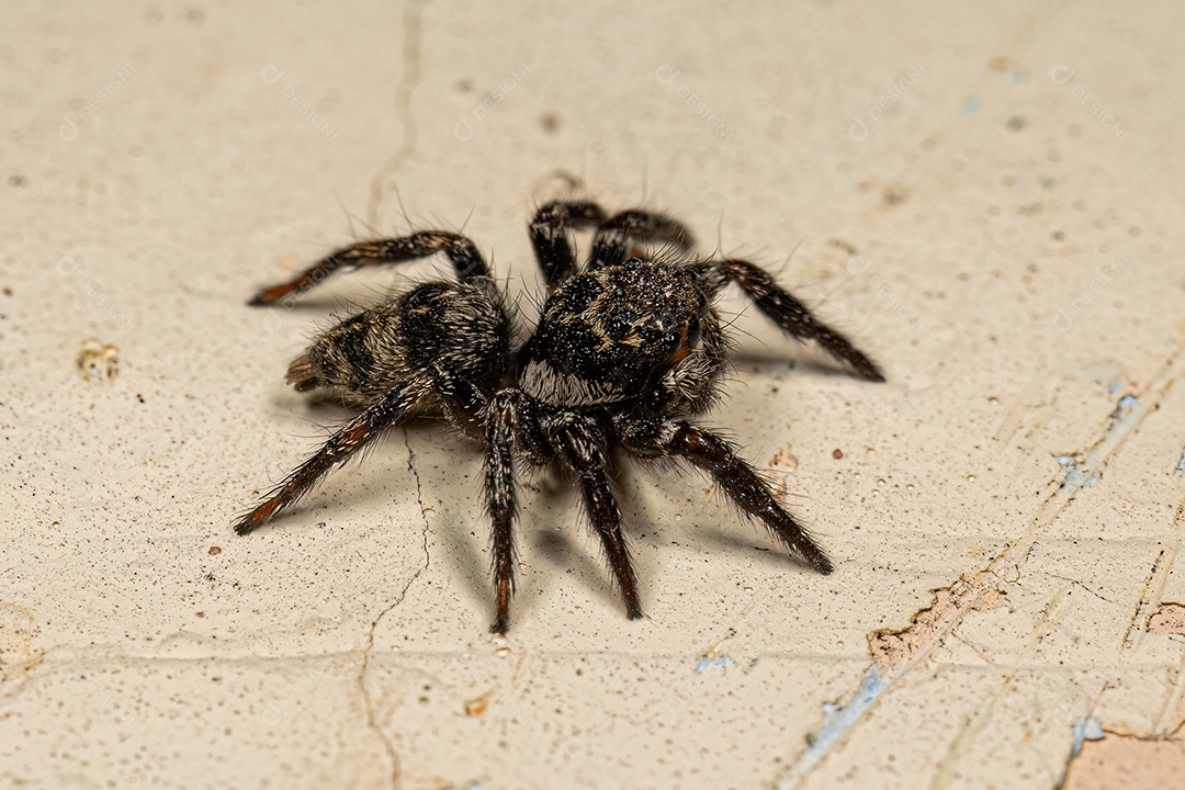 Aranha saltadora do gênero Corythalia.