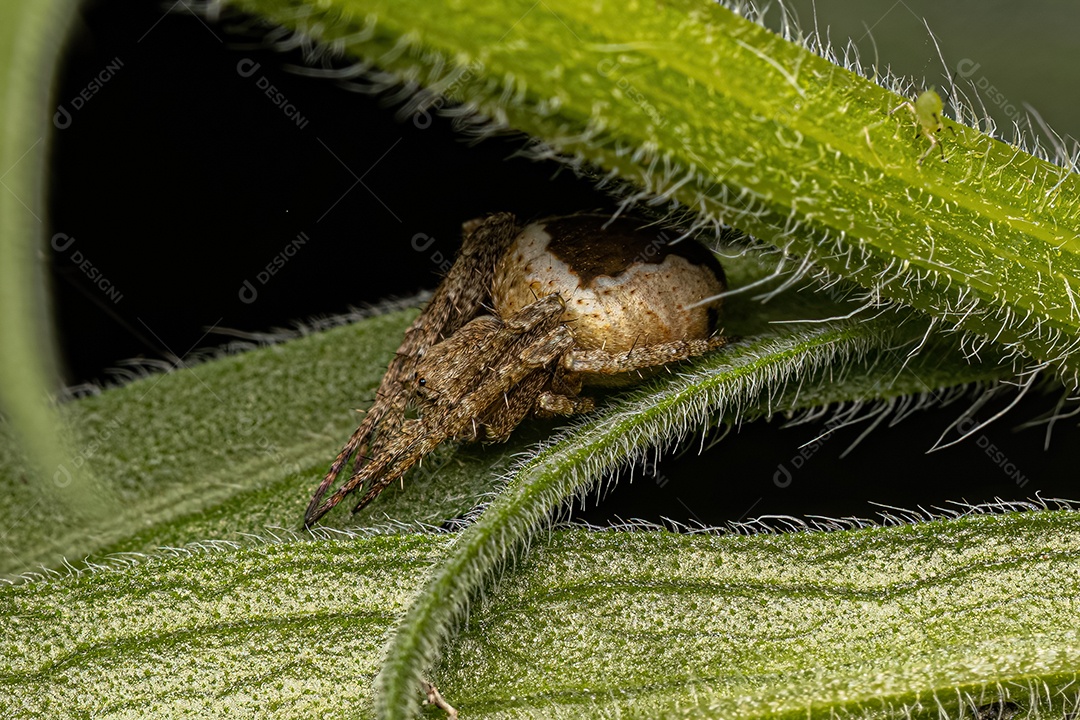 Orbweaver clássico pequeno do gênero Eustala.