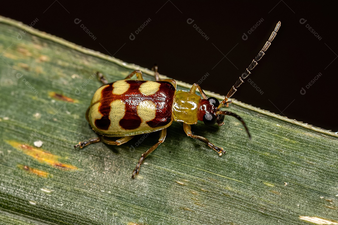 Besouro pulga pequeno adulto do Espécie Diabrotica sinuata.