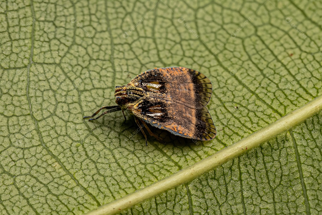 Cigarrinha adulta do gênero Bothriocera.
