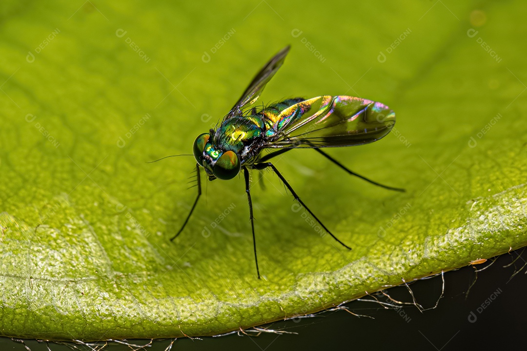 Mosca pernalta adulta do gênero Condylostylus.