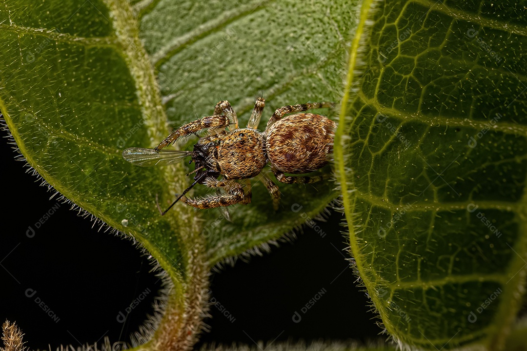 Aranha saltadora da subtribo Dendryphantina atacando uma mosca.