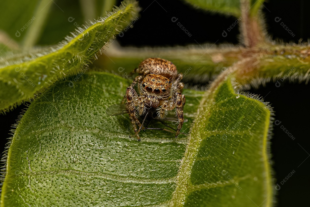 Aranha saltadora da subtribo Dendryphantina atacando uma mosca.