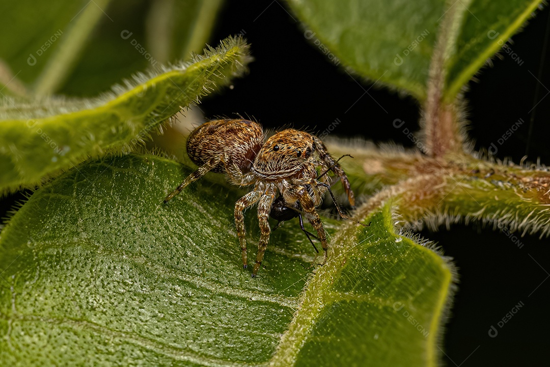 Aranha saltadora da subtribo Dendryphantina atacando uma mosca.