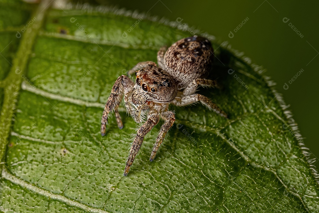 Aranha Saltadora da Subtribo Dendryphantina.