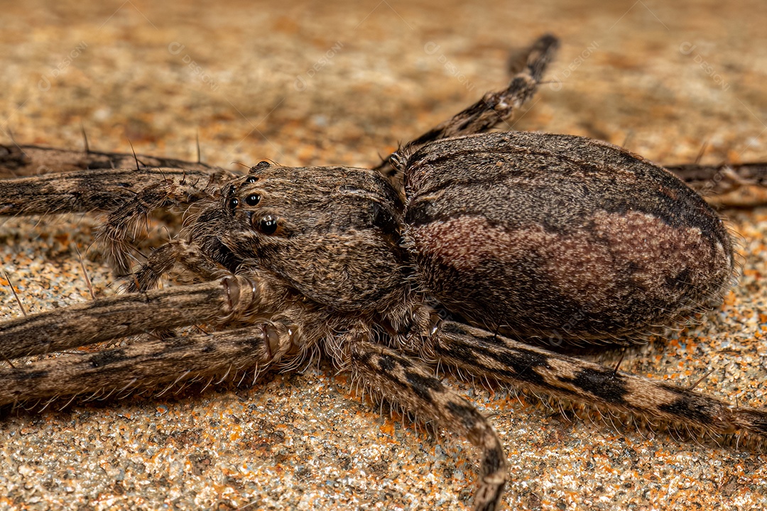 Aranha Trechaleid fêmea adulta do gênero Paradossenus.