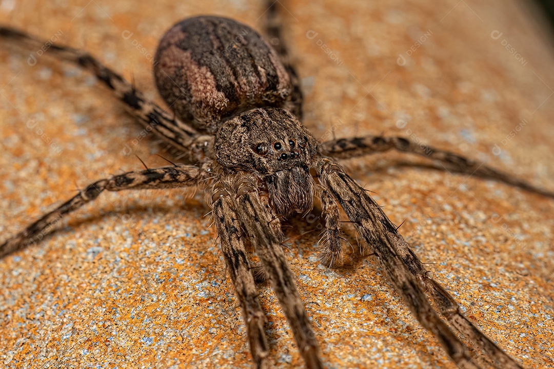 Aranha Trechaleid fêmea adulta do gênero Paradossenus.