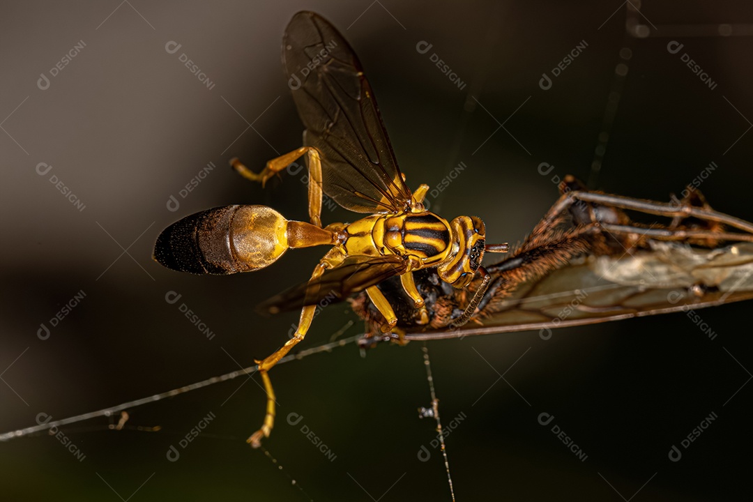 Vespa gregária de papel adulta da espécie Agelaia pallipes.