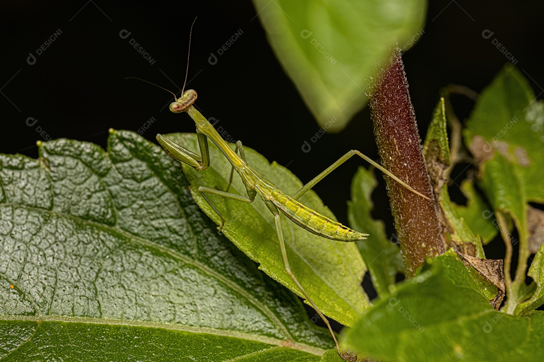 Ninfa Mantid pequena da subfamília Vatinae.